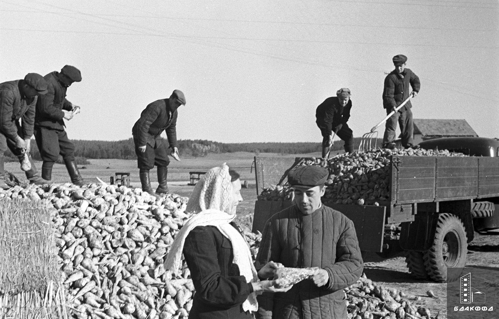 Колхозники сельхозартели «Красная звезда» Мостовского района сдают сахарную свеклу на заготовительном пункте Белорусского сахарного комбината-стр. 0